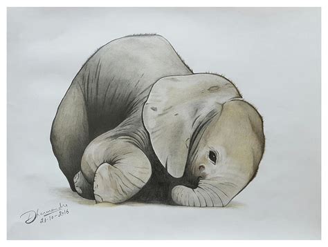 baby elephant pencil drawing bestpencildrawing
