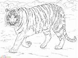 Tiger Tigre Bengala Bengal Mewarnai Harimau Gambar Dibujos Tigres Supercoloring Lion Marimewarnai Tigers Bengals Colorare Paud Disegni Bengale sketch template