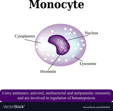anatomical structure  monocytes blood cells vector image