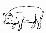 Coloring Pig Fat Big sketch template