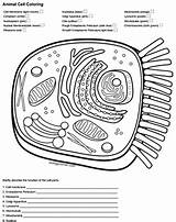 Cell Animal Coloring Key Answer Worksheet Color Biologycorner Answers Cells Membrane Diagram Quizlet Ribosomes Typical Worksheets Pages Template Tpt sketch template