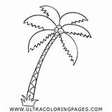 Ausmalbilder Palme Palmen Palm Ausmalen sketch template