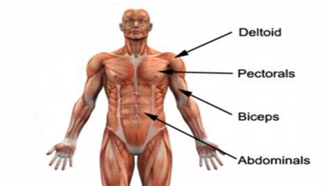 awesome upper body muscle building exercises fitness workouts exercises