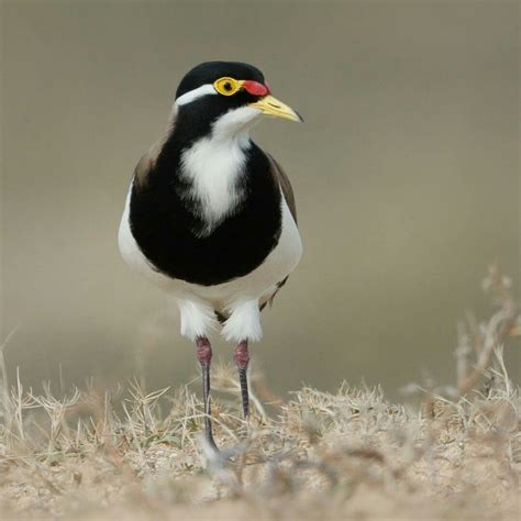 banded lapwing voegel