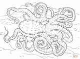 Octopus Coloring Pages Animal Atlantic Spotted Adult Adults Ringed Blue Colouring Detailed Hard Printable Realistic Sea Zentangle Supercoloring Books Drawings sketch template