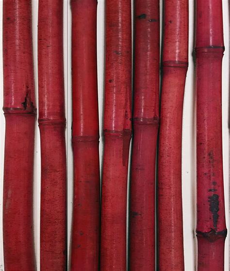 greenfloralcrafts decorative bamboo poles  feet tall set   bamboo sticks walmartcom
