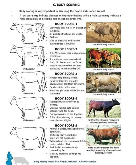 body condition scoring bcs  farm animals pashudhan praharee