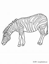 Coloring Kids Pages Animal Animals Books Coloriage African Hellokids Zebra Canvas Un Five Big Fr Drawings Quotes Enregistrée Depuis sketch template