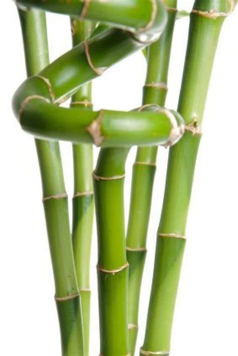 growing lucky bamboo thriftyfun