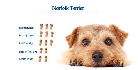 norfolk terrier dog breed        glance