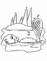 Castor Animal Nadando Colorir Beaver Biber Tudodesenhos sketch template