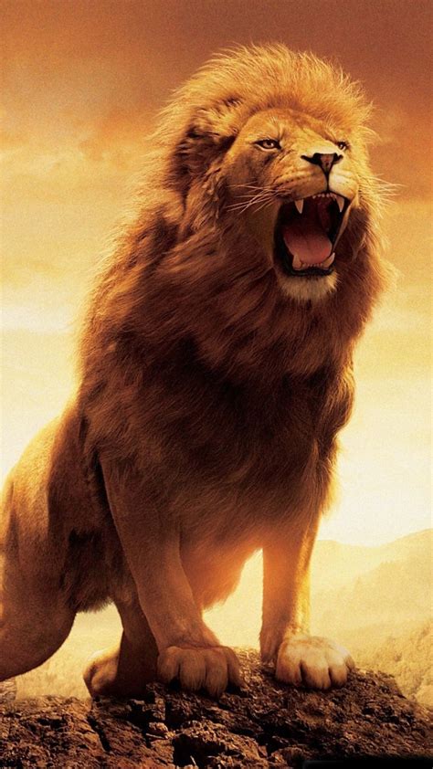 lions roar    learnt part  adonsonia lodge