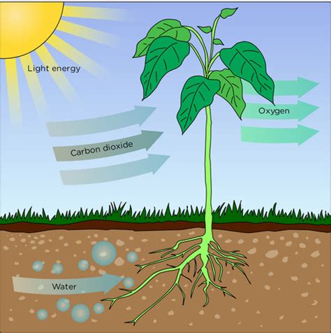 lesson  plants  producers whats     solarz class
