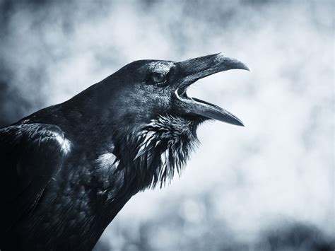meaning  symbolism   word raven