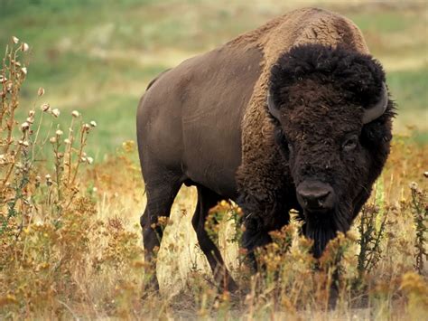 bison  biggest animals kingdom