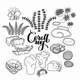Coral Reef Plants Drawing Sketch Coloring Ocean Drawings Sea Line Collection Fish Underwater Reefs Elements Drawn Template Pencil Clipart Getdrawings sketch template