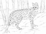 Serval Coloring Pages Printable Realistic Drawing Categories Books African sketch template
