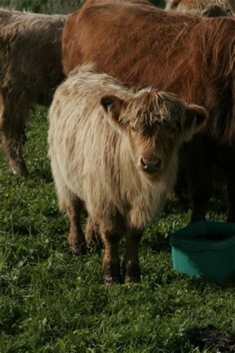 miniature cattle