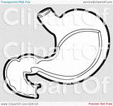 Stomach Coloring Outline Illustration Royalty Background Rf Clipart Transparent Perera Lal Regarding Notes Quick sketch template