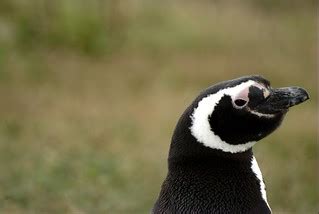 penguin ii pingueino ii luis alejandro bernal romero httpaztlekcom flickr