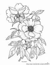 Coloring Peony Drawing Flower Pages Rose Wild Drawings Line Flowers Outline Pfingstrose Painting Fabric цветочные Getcolorings Draw Adult Books роспись sketch template