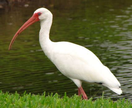ibis animal wildlife