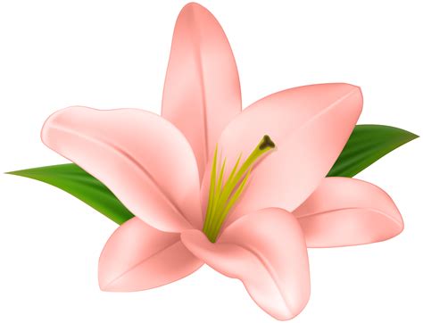 lily flower clipart   cliparts  images  clipground