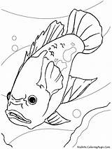 Coloring Pages Fish Aquarium Printable Freshwater Ikan Mewarnai Drawing Gambar Kids Oscar Akuarium Sheets Di Fresh Colouring Sheet Color Getcolorings sketch template