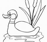 Mallard Duck Coloring Realistic Pages Getcolorings Du Color Printable sketch template