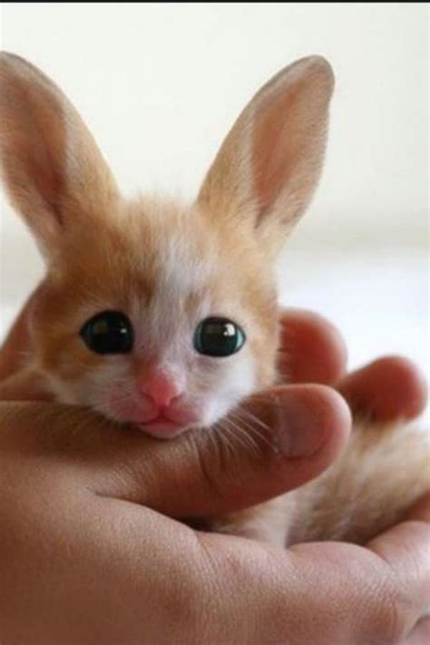 amazing cute baby animal pictures