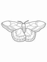 Moth Coloring Silk Pages Rothschilds Drawing Printable Sketch Color Categories Drawings Getcolorings Template sketch template