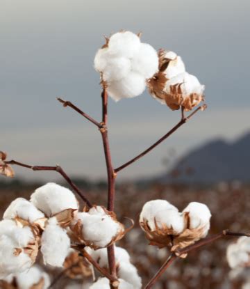 cotton prices  sky high supply chain scene