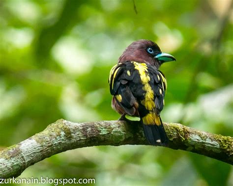 zul ya birds  peninsular malaysia broadbill  woodpecker