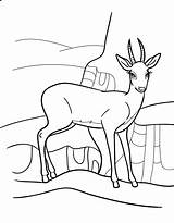 Coloring Pages Antelope sketch template