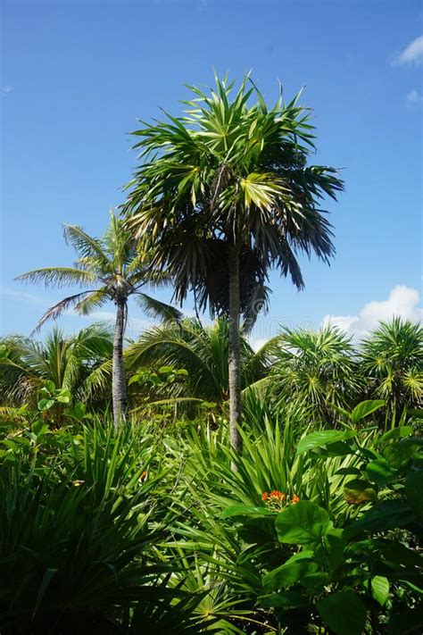 palm trees  mexico carribean sea south america stock image image