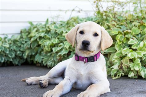 female yellow lab puppy sadie