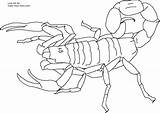 Coloring Pages Scorpio Getcolorings Part sketch template