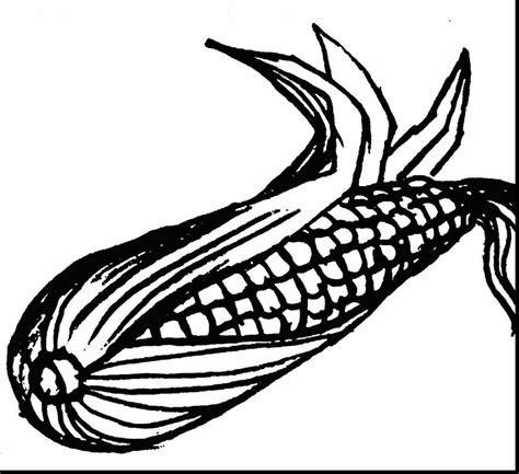 ear  corn drawing  getdrawings