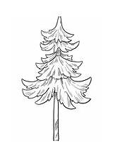 Evergreen Tanne sketch template