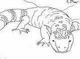 Coloring Gila Monster Paperblog sketch template