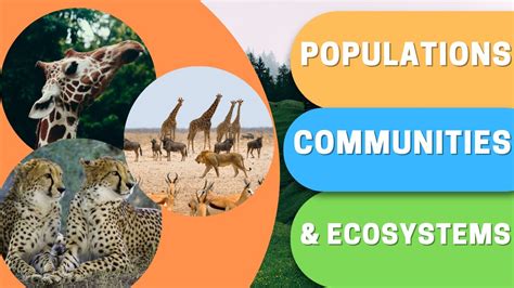 populations communities ecosystems youtube