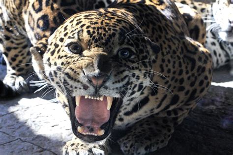 wallpaper big cat jaguar grin hd widescreen high definition