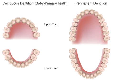 permanent tooth eruption  children kids dental  plano
