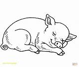 Coloring Pages Pig Baby Sleeping Pigs Piggy Printable Kids Cute Drawing Minecraft Fern Print Realistic Colouring Miss Adult Color Wilbur sketch template