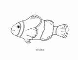 Clownfish Fish sketch template