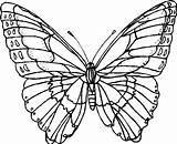 Farfalle Disegni Da Di Farfalla Immagini Per Disegno Coloring Risultati Pages Colorare Disegnare Butterfly Papillons Butterflies Cartoni Tattoo Animali Colouring sketch template