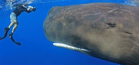 Friendly Sperm Whales Wanted Divers To Rub Their Bellies
