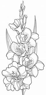 Gladiolus Gladiolas Today sketch template