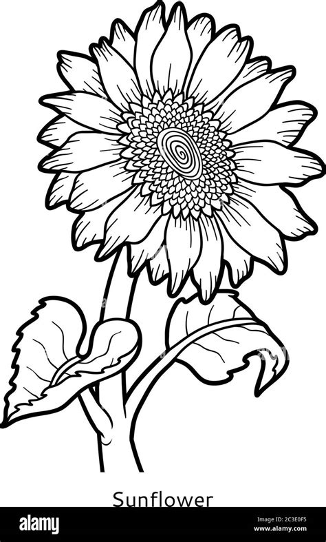 coloring book  children flower sunflower stock vector image art