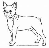 Boston Terrier Coloring Pages Dog Drawing Breed Outline Designlooter Getdrawings 31kb 258px sketch template